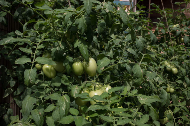 Gardens in the Midst Drought, ADRA Canada