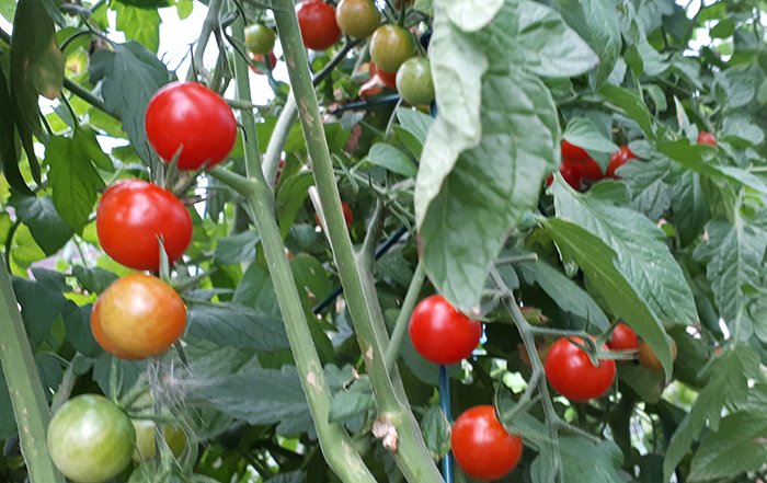 ADRA Canada Tomatoes