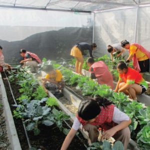 Greenhouse for Off-Season Vegetable Production